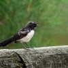 Pavik cernobily - Rhipidura leucophrys - Willie-wagtail o7684